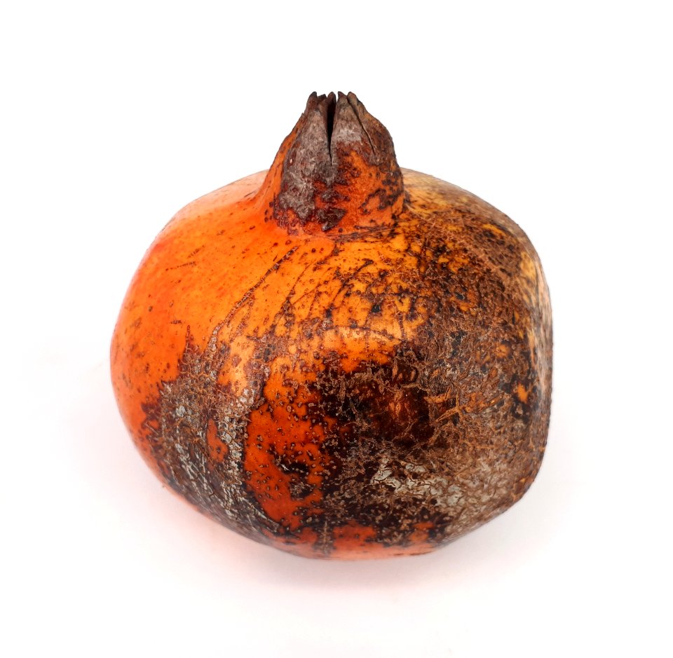 Pomegranate scab 2017 B2