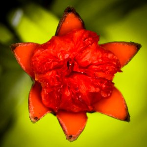 Pomegranate Flower (188613575)