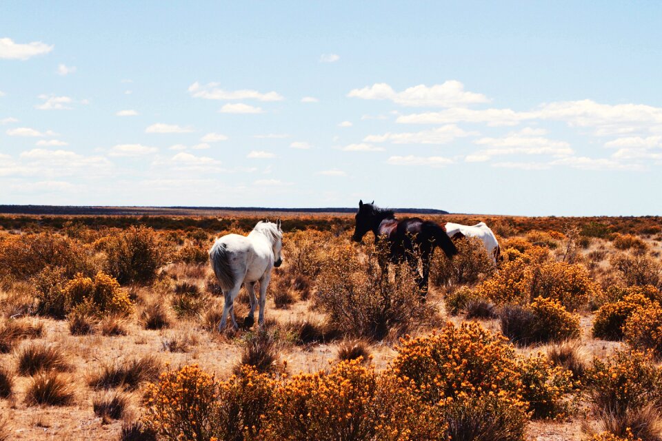 Grass horses nature