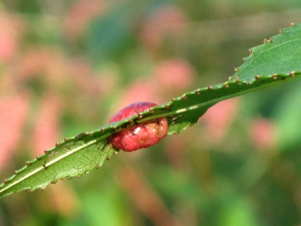 Pontania proxima (Willow Sawfly) induced gall on willowleaf, Arhnem, the Netherlands