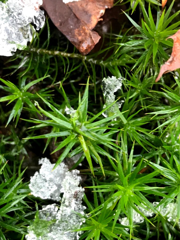 Polytrichum formosum 111012395