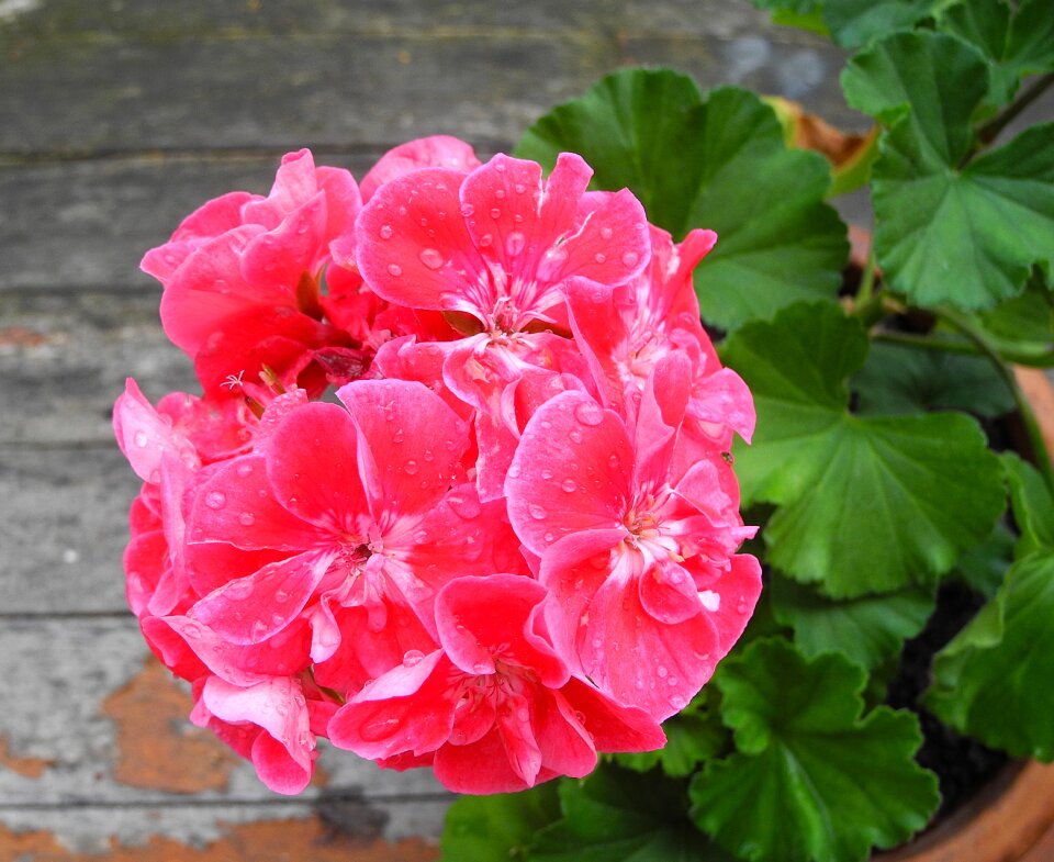 Potted flower summer flower plant