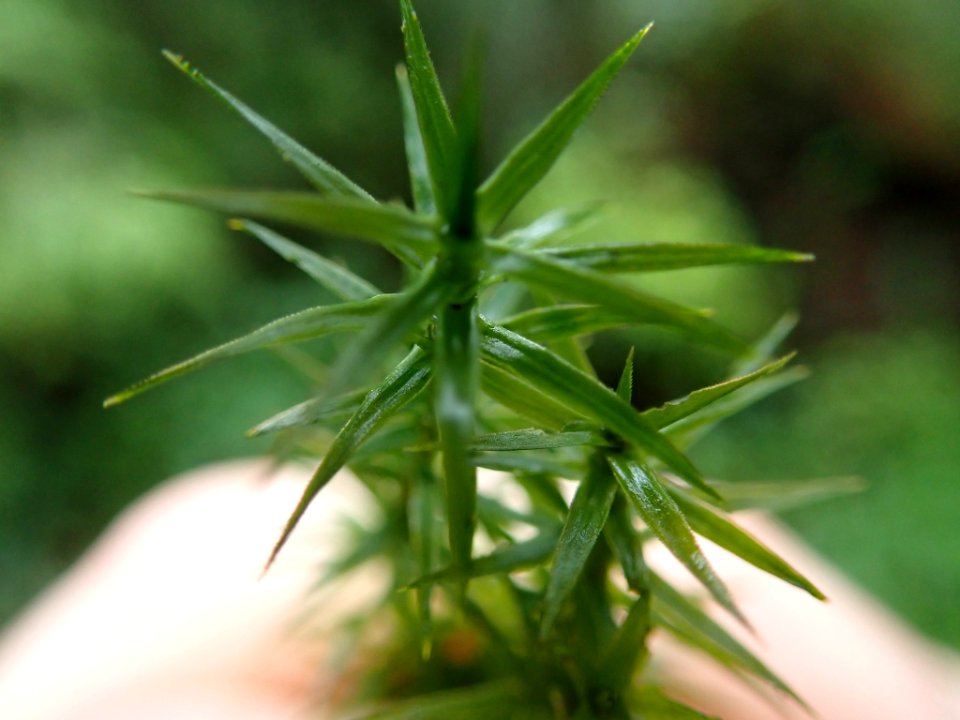 Polytrichum formosum 109969278
