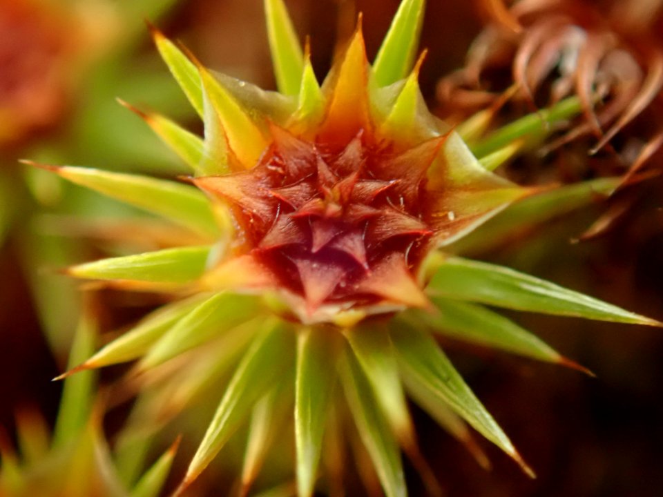 Polytrichum juniperinum 116327631