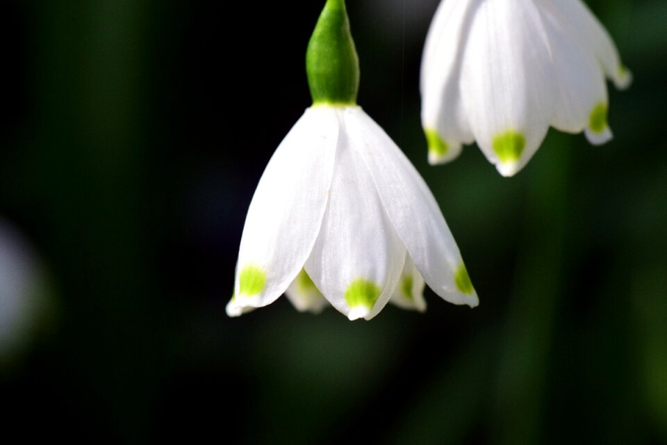 Maerzgloeckchen spring spring knotenblume