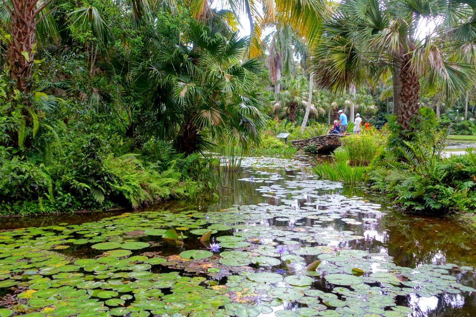 Pond - McKee Botanical Garden - Vero Beach, Florida - DSC03004