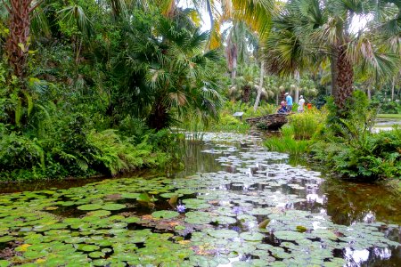 Pond - McKee Botanical Garden - Vero Beach, Florida - DSC03004