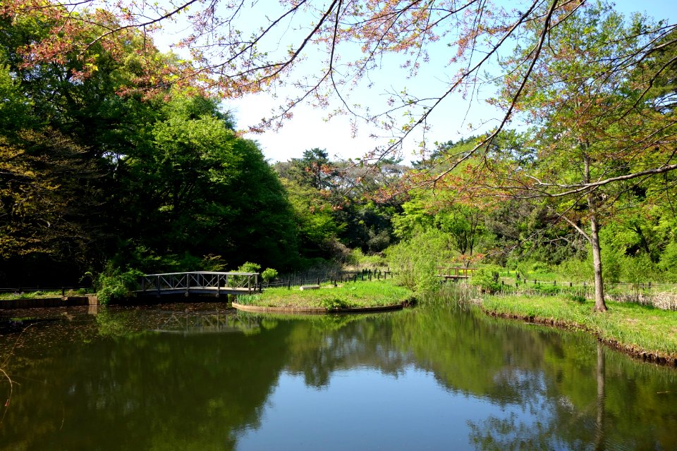 Pond - Institute for Nature Study, Tokyo - DSC02098