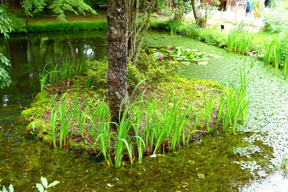 Pond at Hondo - Chusonji, Hiraizumi, Iwate - DSC04814