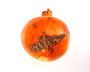 Pomegranate scab 2017 A