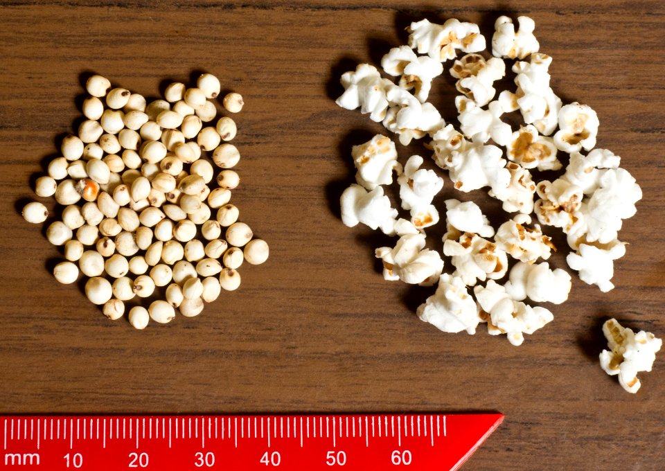Pop sorghum and sorghum seeds 2011