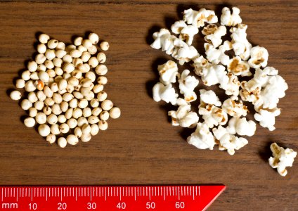 Pop sorghum and sorghum seeds 2011