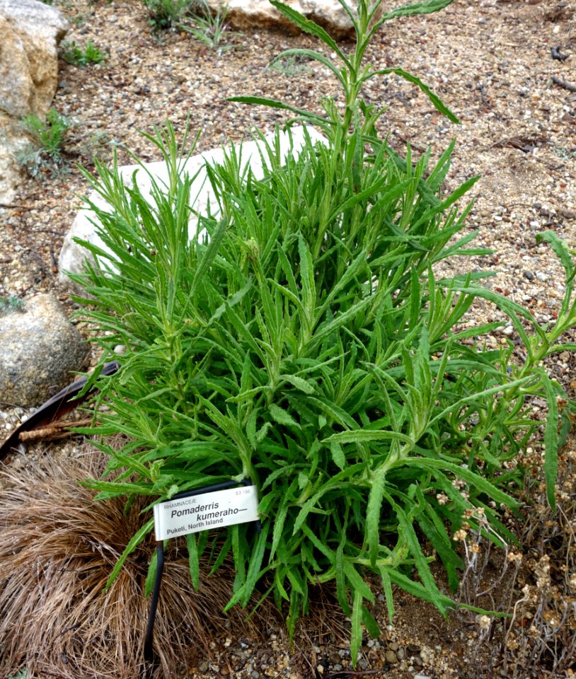 Pomaderris kumeraho - UC Santa Cruz Arboretum - DSC07567