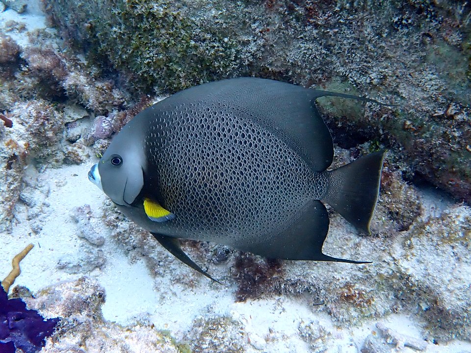 Pomacanthus arcuatus 109580400