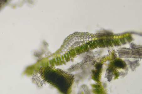 Polytrichum formosum 109978130