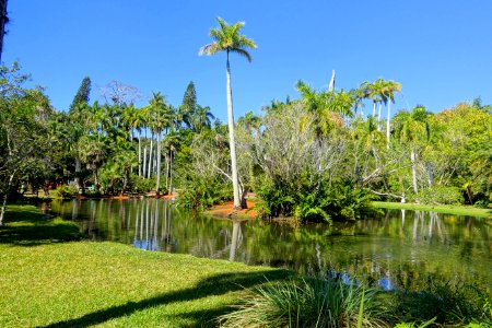 Pond - Sarasota Jungle Gardens - Sarasota, Florida - DSC02006