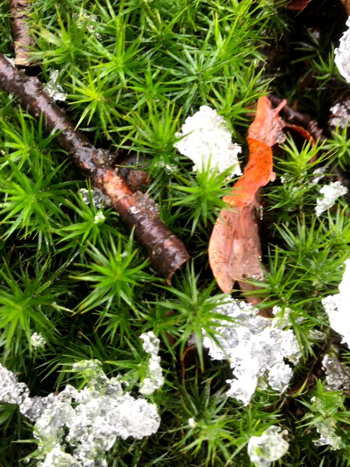 Polytrichum formosum 111012317