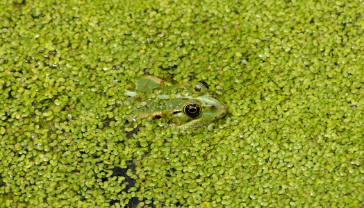 Amphibian pond nature photo