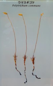 Polytrichum commune - National Museum of Nature and Science, Tokyo - DSC07599