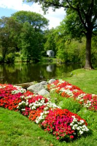Pond - Newton Cemetery & Arboretum - Newton Center, MA - DSC07030