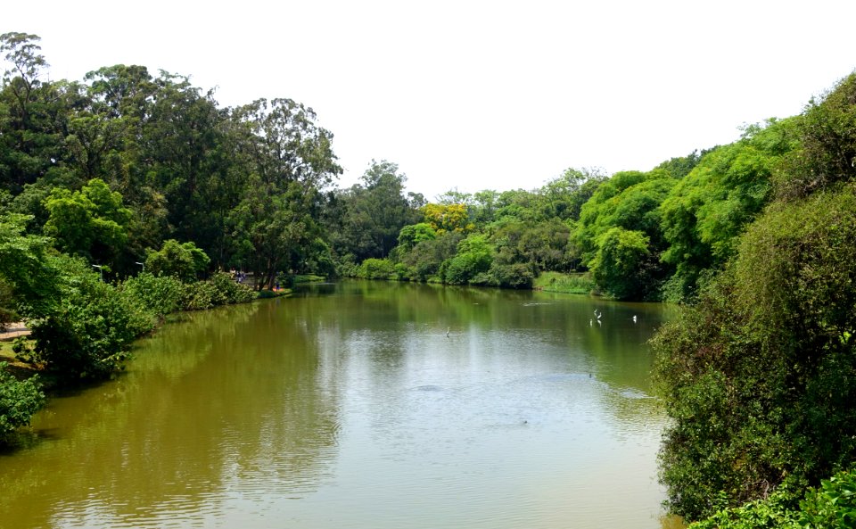 Pond in Ibirapuera Park - Sao Paulo, Brazil - DSC07478