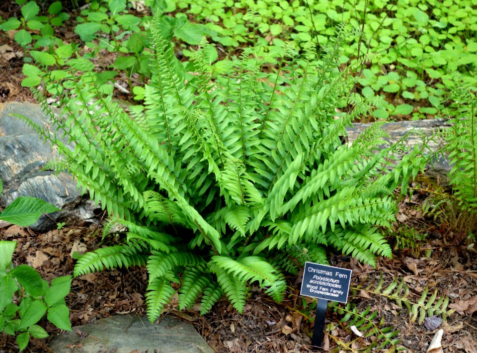 Polystichum acrostichoides (Jenkins Arboretum)