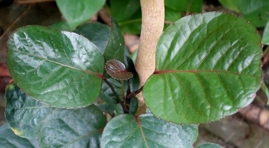 Polyscias scutellaria - Krohn Conservatory - DSC03690