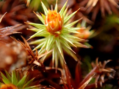 Polytrichum juniperinum 116327312