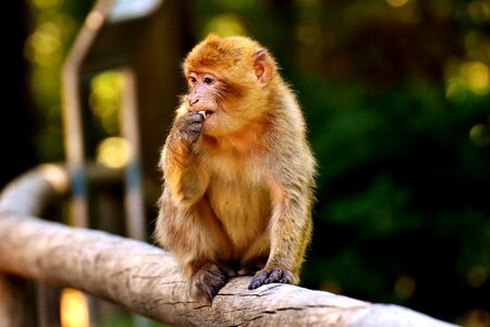 Endangered species monkey mountain salem animal