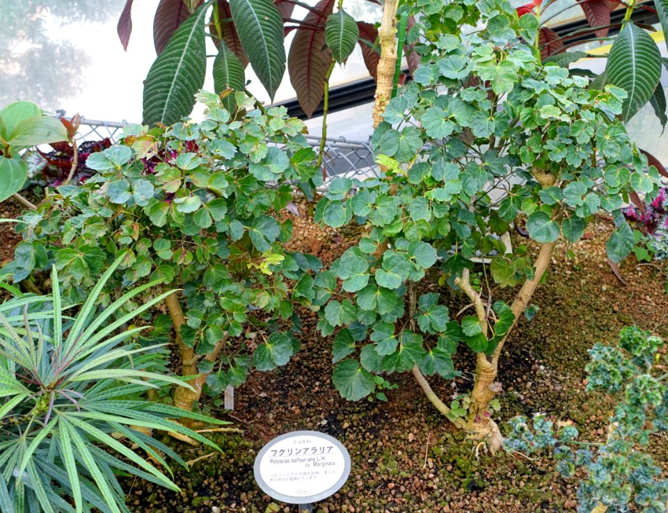 Polyscias balfouriana - Shinjuku Gyo-en Greenhouse - Tokyo, Japan - DSC05962