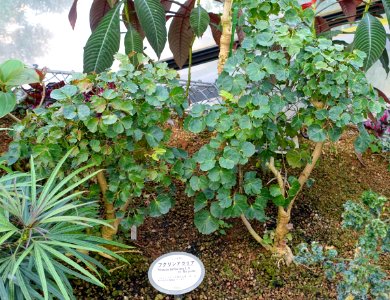 Polyscias balfouriana - Shinjuku Gyo-en Greenhouse - Tokyo, Japan - DSC05962