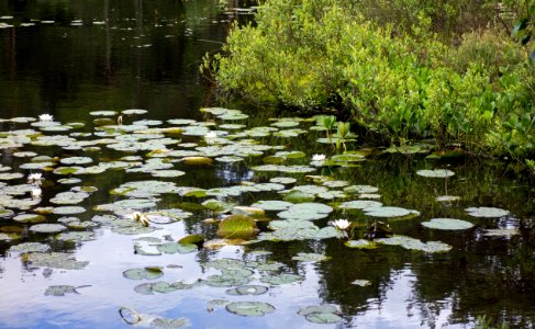 Pond at Fjällastugan 3