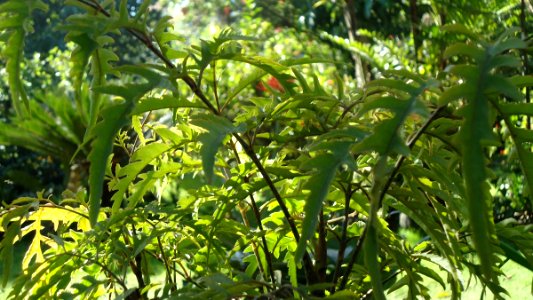 Polyscias fruticosa 1