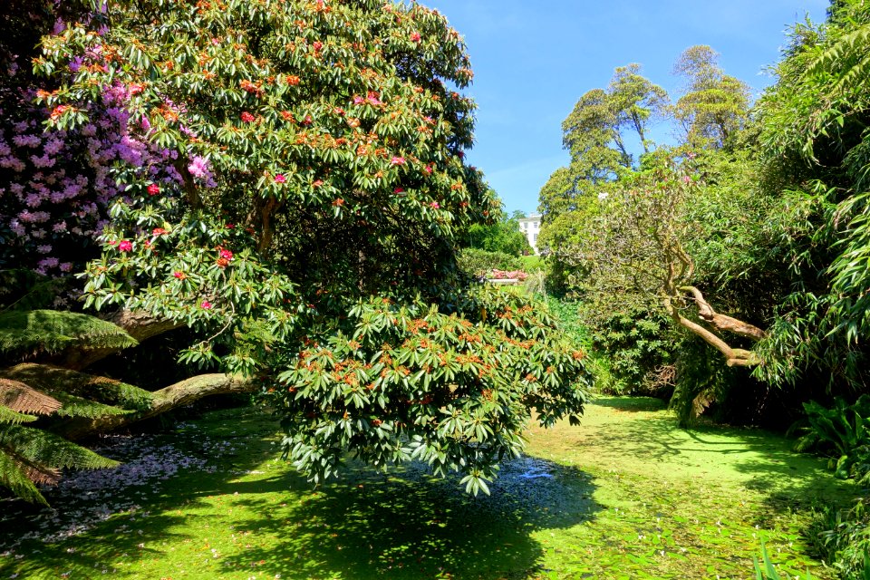 Pond - Lost Gardens of Heligan - Cornwall, England - DSC02742