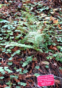 Polystichum dudleyi - Regional Parks Botanic Garden, Berkeley, CA - DSC04424