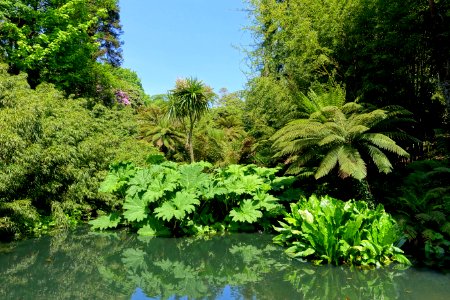 Pond - Lost Gardens of Heligan - Cornwall, England - DSC02710