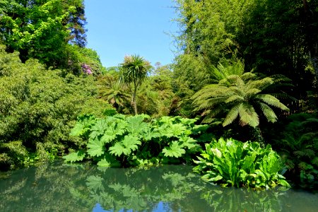 Pond - Lost Gardens of Heligan - Cornwall, England - DSC02710 photo