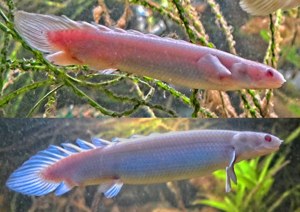 Polypterus senegalus - Senegal-Flösselhechte - Albinos ♂ oben & ♀ unten