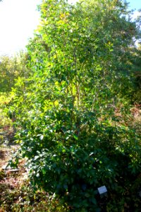 Polyspora longicarpa - Quarryhill Botanical Garden - DSC03307