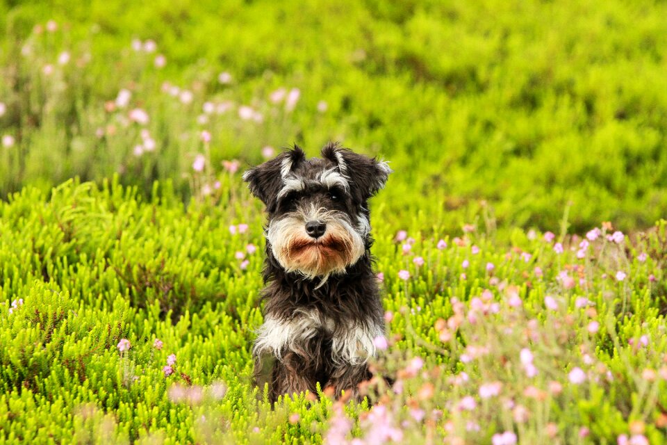 Schnauzer puppy green