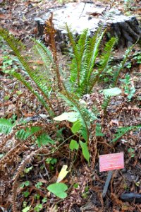 Polystichum munitum - Regional Parks Botanic Garden, Berkeley, CA - DSC04429 photo