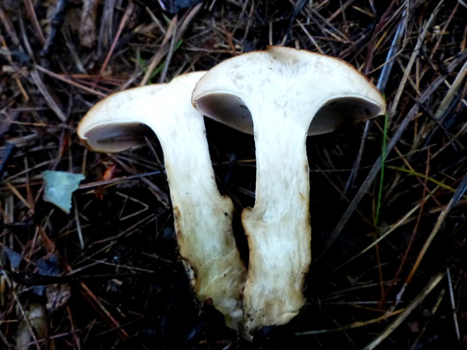 Polyporus radicatus 62229384