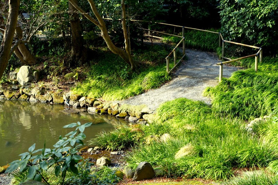 Pond - Tsurugaoka Hachiman-gū - Kamakura, Kanagawa, Japan - DSC08358