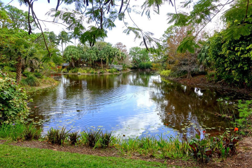 Pond - Mounts Botanical Garden - Palm Beach County, Florida - DSC03745