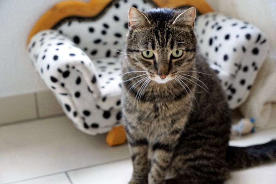 Sweet animal big cat