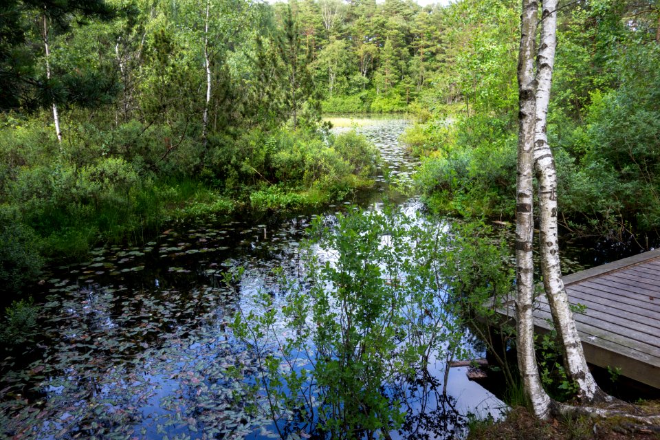 Pond and jetty at Fjällastugan 3