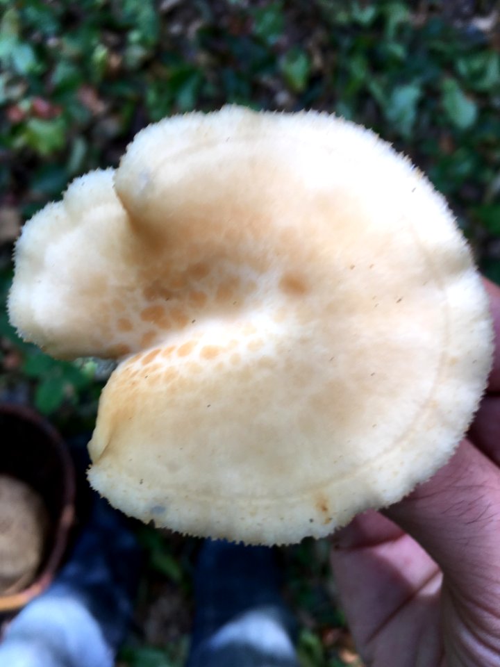 Polyporus tuberaster 90582677