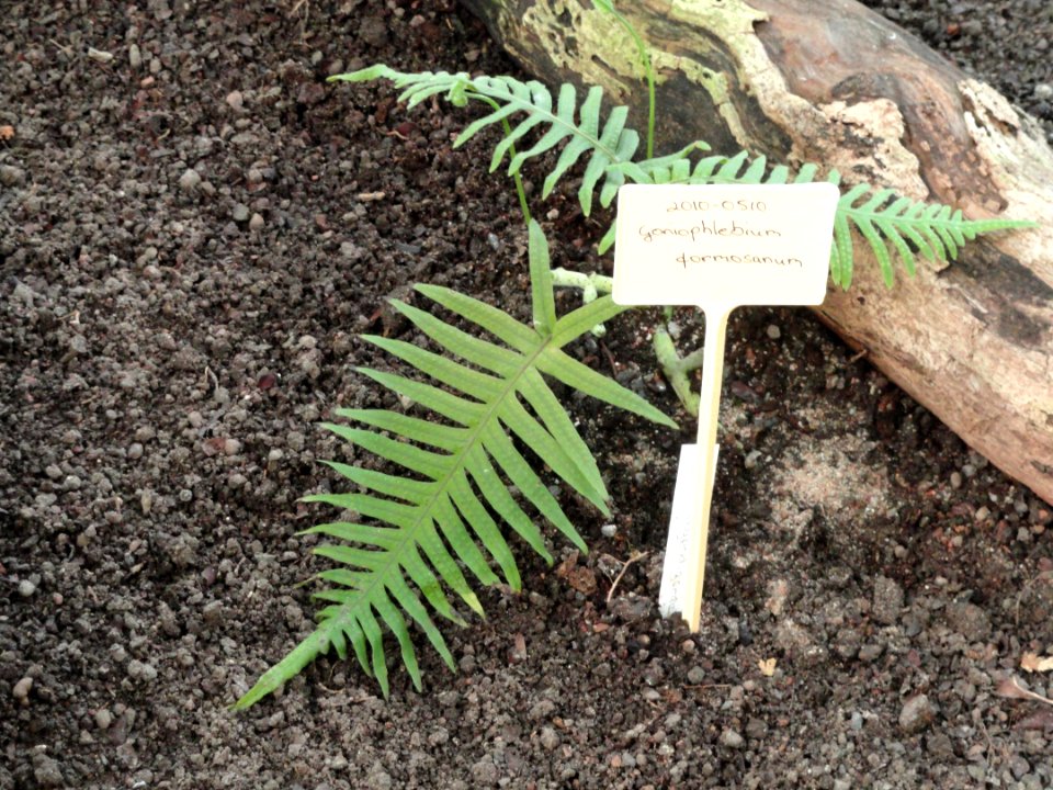 Polypodiodes formosana - Botanical Garden in Kaisaniemi, Helsinki - DSC03611