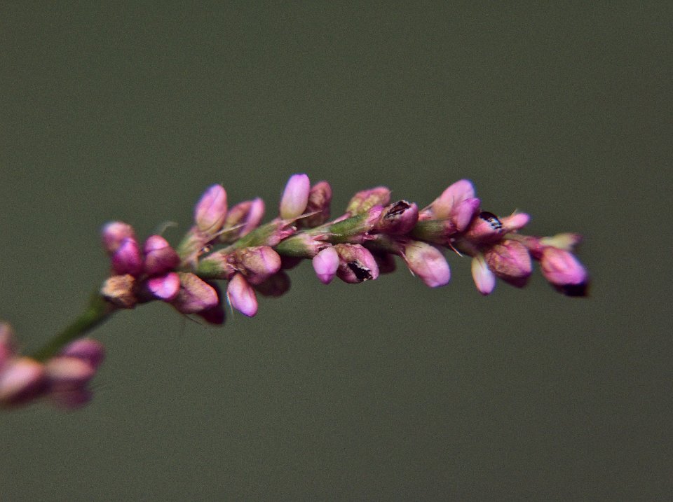 Polygonum cespitosum, 2015-07-19, Beechview, 05