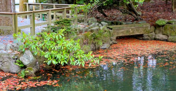 Pond - Naiku, Ise Shrine - Ise, Mie, Japan - DSC07750